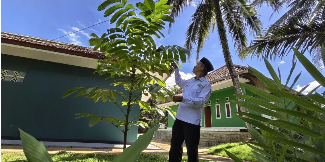 Pohon Matoa di KUA Ciracap Tumbuh Subur, Cerminkan Kepedulian Lingkungan Berbasis Ekoteologi