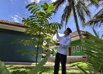 Pohon Matoa di KUA Ciracap Tumbuh Subur, Cerminkan Kepedulian Lingkungan Berbasis Ekoteologi