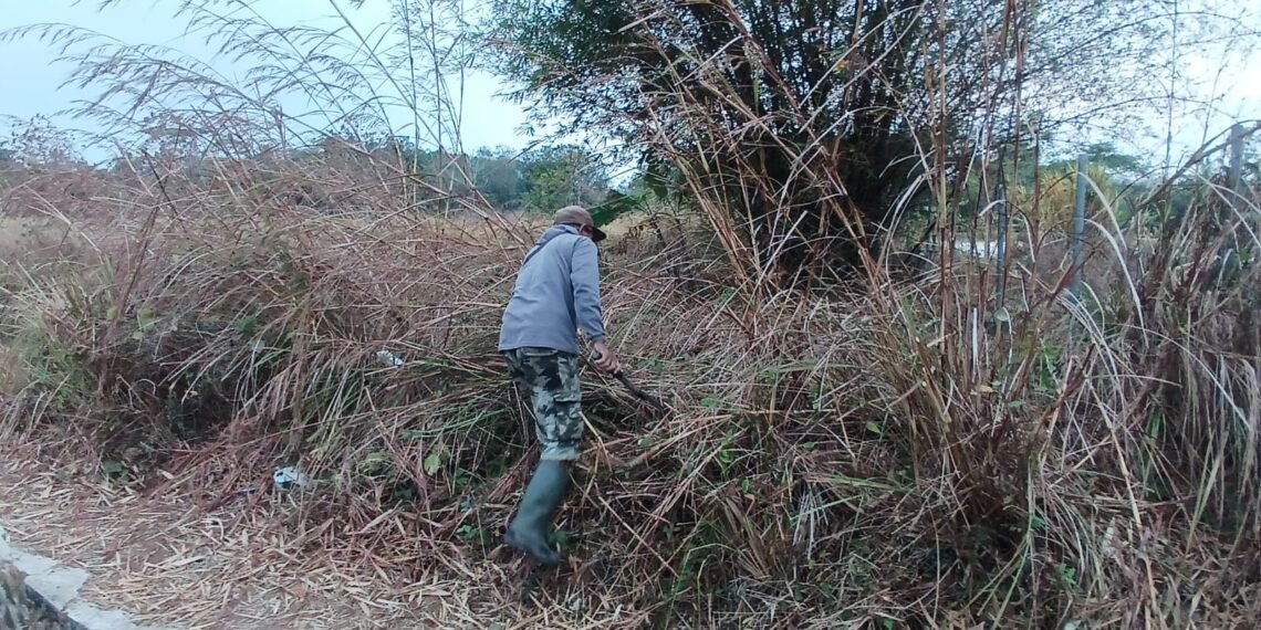 KUA Ciemas Bersihkan Lahan Wakaf untuk Menjaga Lingkungan dan Kesiapan Pemanfaatan