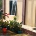 Di Tengah Musim Kemarau, KUA Ciracap Rawat Tanaman melalui Gerakan SP-SPOT
