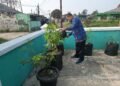 KUA Nagrak Jalankan Program SAWAHON melalui Perawatan Tanaman