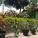 Program SAWAHON, KUA Bojonggenteng Tanamkan Kepedulian Lingkungan Berbasis Ekoteologi